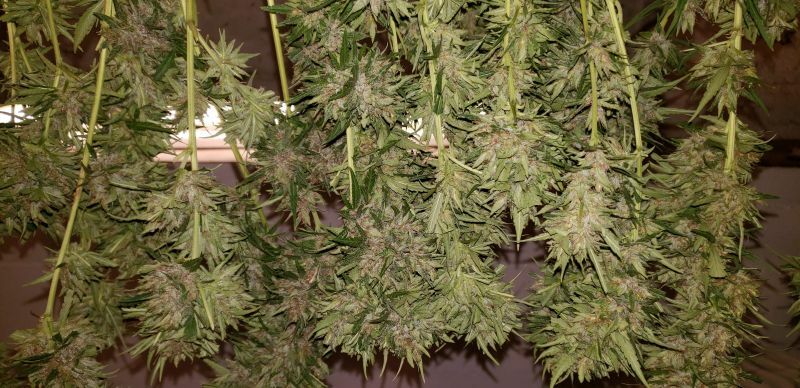 Super Auto Strawberry, Фасовка: 5, изображение 3